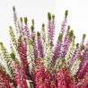 CALLUNA MOSAICA MACETA 14CM