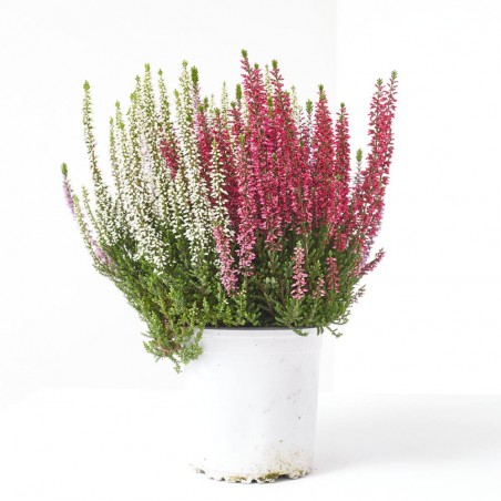 CALLUNA MOSAICA MACETA 14CM