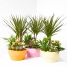 COMPOSICIÓN PLANTAS CON BASE CERÁMICA