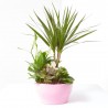 COMPOSICIÓN PLANTAS CON BASE CERÁMICA
