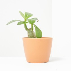 ADENIUM OBESUM MACETA 6CM