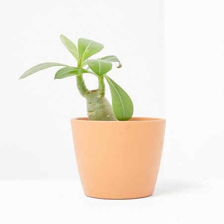ADENIUM OBESUM MACETA 6CM