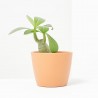 ADENIUM OBESUM MACETA 6CM
