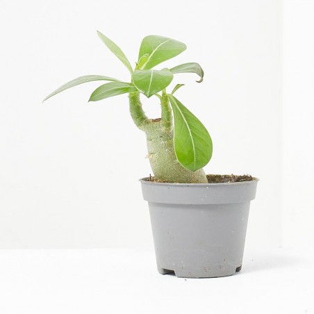 ADENIUM OBESUM MACETA 6CM