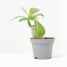 ADENIUM OBESUM MACETA 6CM