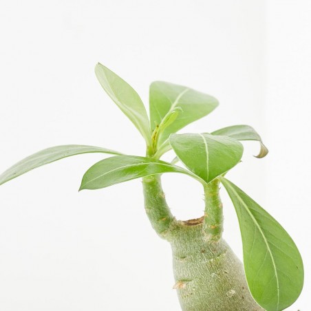 ADENIUM OBESUM MACETA 6CM