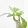 ADENIUM OBESUM MACETA 6CM