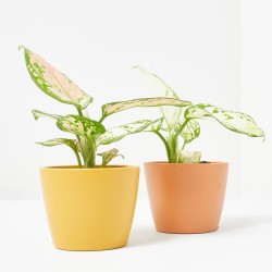 AGLAONEMA MIX MACETA 6CM