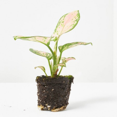 AGLAONEMA MIX MACETA 6CM