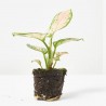 AGLAONEMA MIX MACETA 6CM