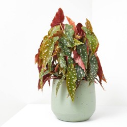BEGONIA MACULATA WIGHTII MACETA 17CM