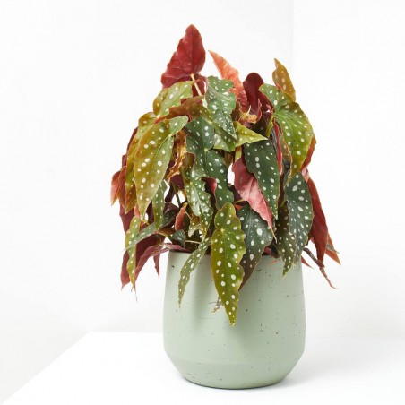 BEGONIA MACULATA WIGHTII MACETA 17CM