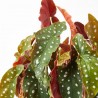 BEGONIA MACULATA WIGHTII MACETA 17CM