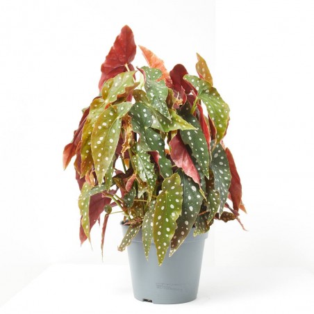 BEGONIA MACULATA WIGHTII MACETA 17CM