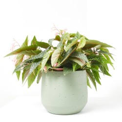 BEGONIA MACULATA DOBLE DOT MACETA 17CM