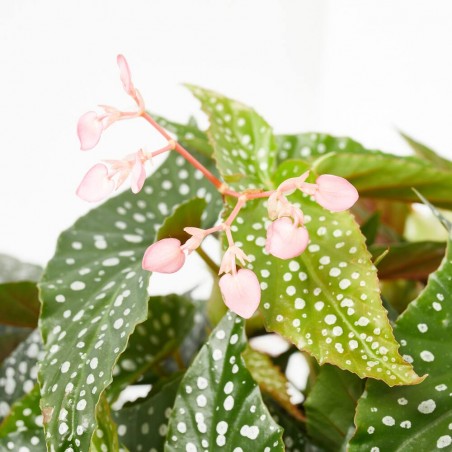 BEGONIA MACULATA DOBLE DOT MACETA 17CM