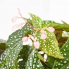 BEGONIA MACULATA DOBLE DOT MACETA 17CM