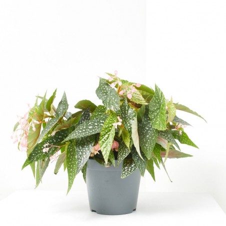 BEGONIA MACULATA DOBLE DOT MACETA 17CM