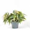 BEGONIA MACULATA DOBLE DOT MACETA 17CM