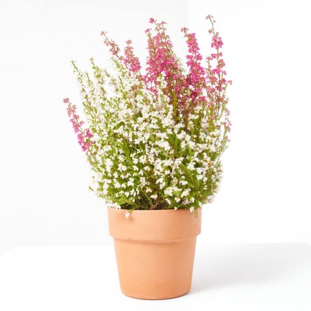 ERICA GRACILIS BICOLOR MACETA 11CM