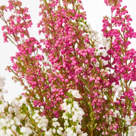ERICA GRACILIS BICOLOR MACETA 11CM