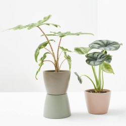 ALOCASIA MIX MACETA 6CM