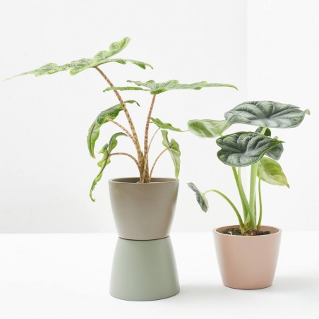 ALOCASIA MIX MACETA 6CM