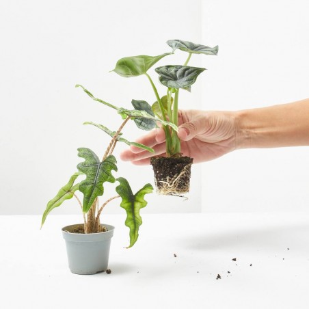 ALOCASIA MIX MACETA 6CM