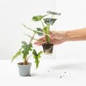 ALOCASIA MIX MACETA 6CM