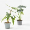 ALOCASIA MIX MACETA 6CM