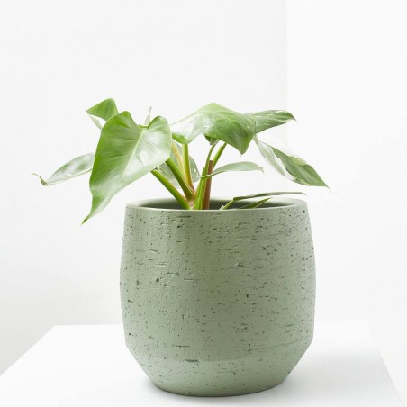 PHILODENDRON WHITE PRINCESS MACETA 17CM