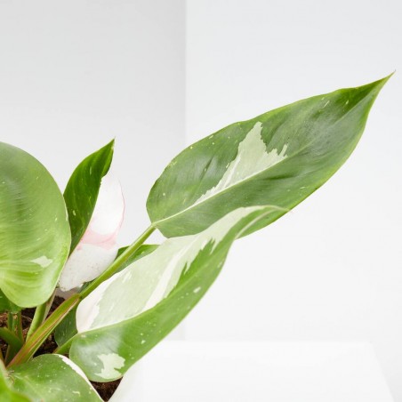 PHILODENDRON WHITE PRINCESS MACETA 17CM