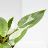 PHILODENDRON WHITE PRINCESS MACETA 17CM