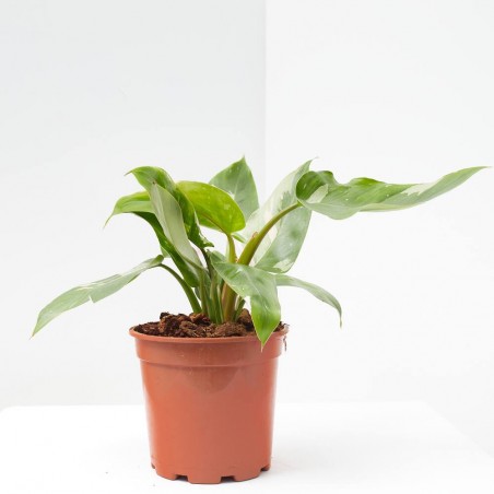 PHILODENDRON WHITE PRINCESS MACETA 17CM