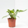 PHILODENDRON WHITE PRINCESS MACETA 17CM