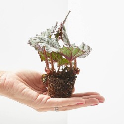 BEGONIA REX DEW DROP MACETA 6CM