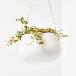 SOLANUM EVOLVULIFOLIUM 10,5CM