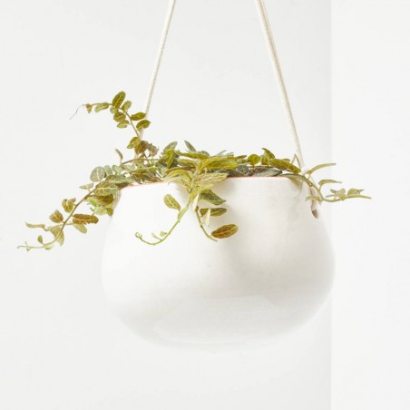 SOLANUM EVOLVULIFOLIUM 10,5CM