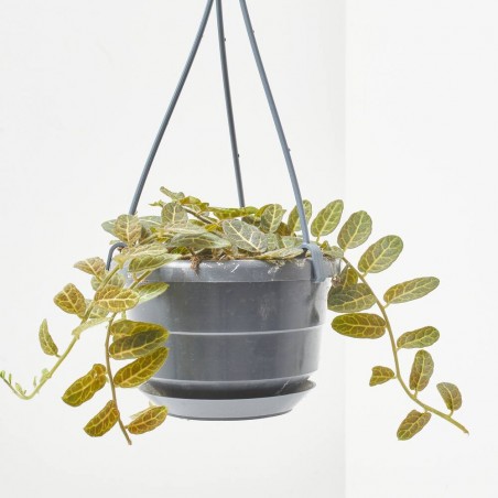 SOLANUM EVOLVULIFOLIUM 10,5CM