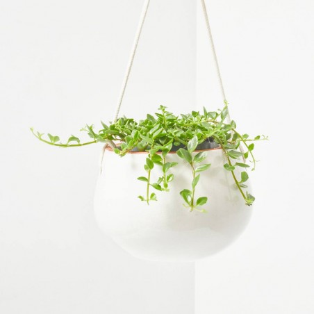 KALANCHOE MANGINII 10,5CM