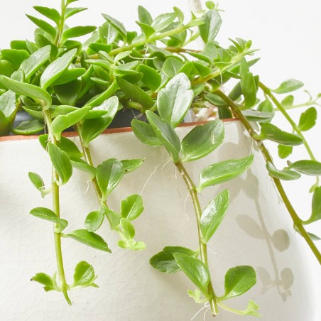 KALANCHOE MANGINII 10,5CM