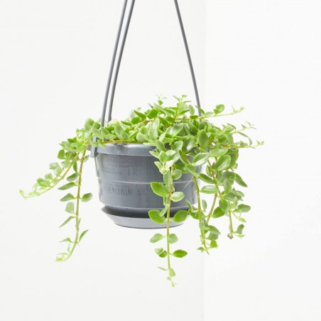 KALANCHOE MANGINII 10,5CM