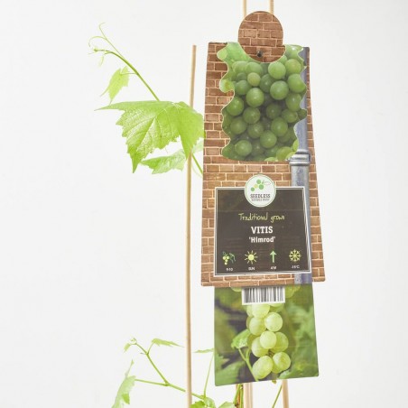 VID BLANCA M-17 TUTOR