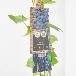 VID NEGRA M-17 TUTOR