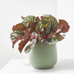 BLADBEGONIA REX RAINBOW FEDOR MACETA 17CM
