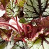BLADBEGONIA REX RAINBOW FEDOR MACETA 17CM