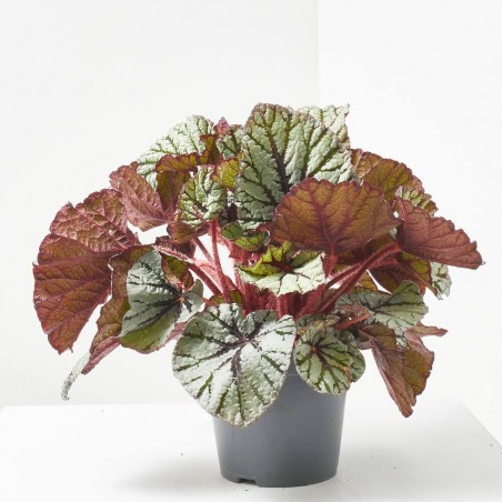 BLADBEGONIA REX RAINBOW FEDOR MACETA 17CM