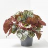 BLADBEGONIA REX RAINBOW FEDOR MACETA 17CM