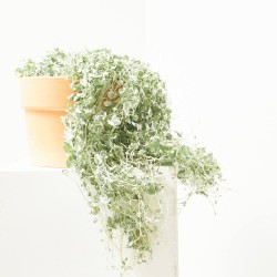 DICHONDRA T22 COLGADOR