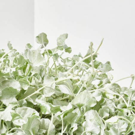 DICHONDRA T22 COLGADOR